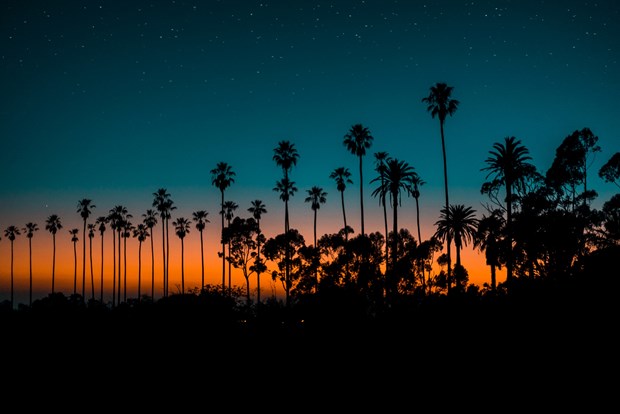 Sunset with a silhouette of palm trees - Cookiebot