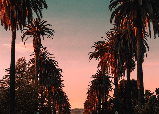 Palm trees in a row leading to the Hollywood sign - Cookiebot