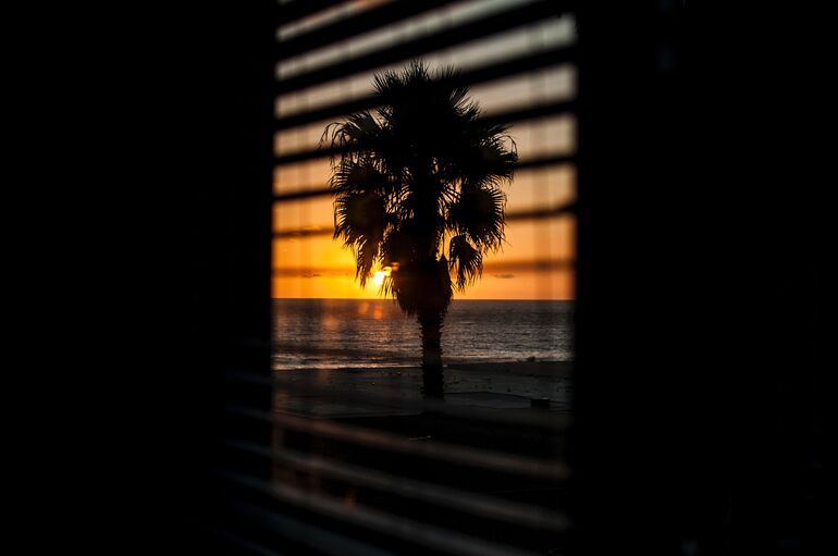 Window facing a palm tree on a beach - Cookiebot