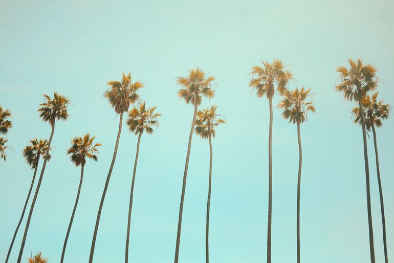 Tall palm trees with a blue sky in the background - Cookiebot